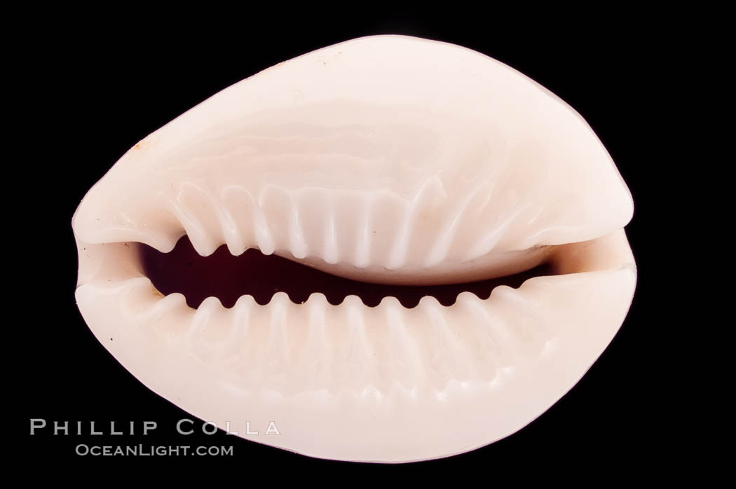 Gold-ring Cowrie., Cypraea annulus, natural history stock photograph, photo id 08467