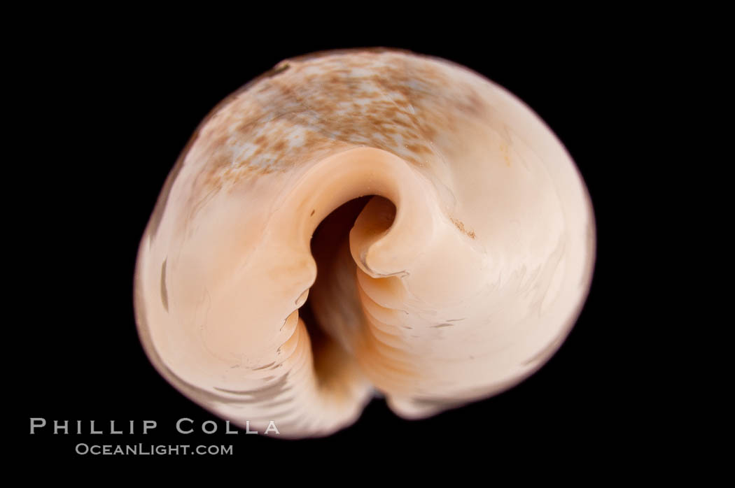 Golden-Bellied Egg Cowrie., Cypraea ovum chrysostoma, natural history stock photograph, photo id 08246
