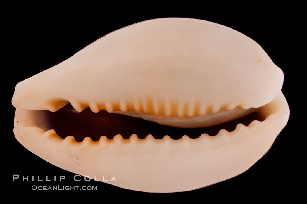 Golden-Bellied Egg Cowrie., Cypraea ovum chrysostoma, natural history stock photograph, photo id 08244