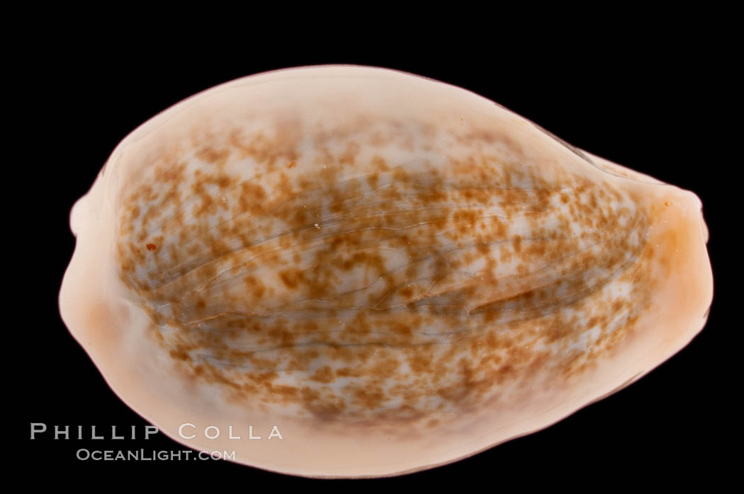Golden-Bellied Egg Cowrie., Cypraea ovum chrysostoma, natural history stock photograph, photo id 08243