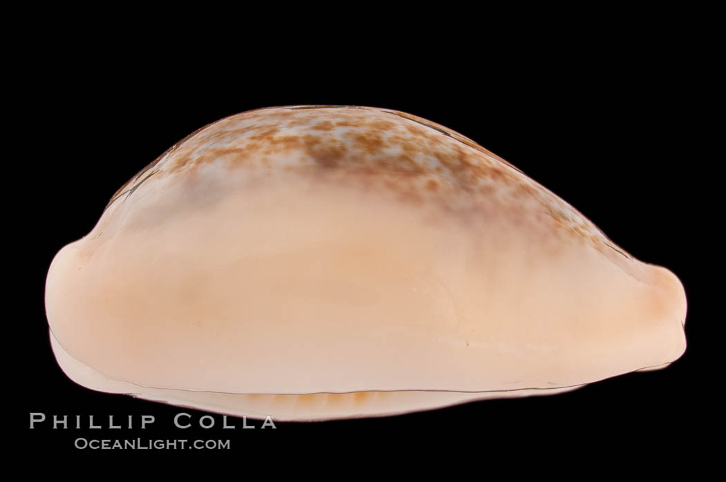 Golden-Bellied Egg Cowrie., Cypraea ovum chrysostoma, natural history stock photograph, photo id 08245