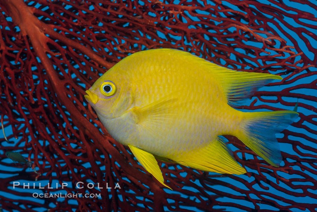 Golden Damselfish and Red Gorgonian Sea Fan, Fiji. Makogai Island, Lomaiviti Archipelago, Amblyglyphidodon aureus, Gorgonacea, Plexauridae, natural history stock photograph, photo id 31778