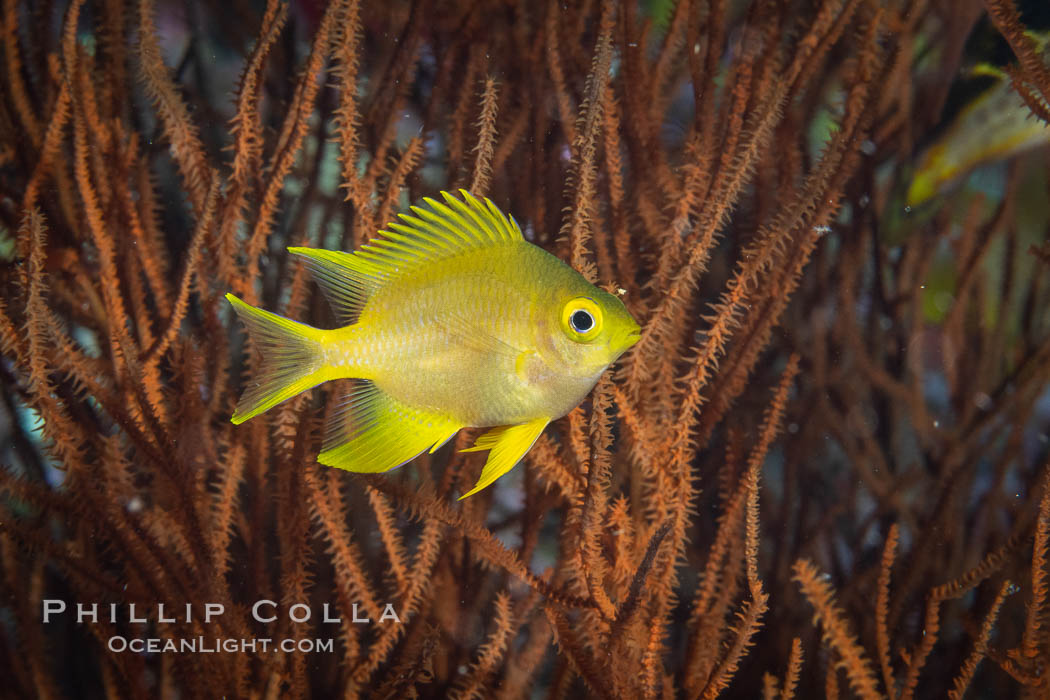Golden Damselfish, Fiji., Amblyglyphidodon aureus, natural history stock photograph, photo id 34770