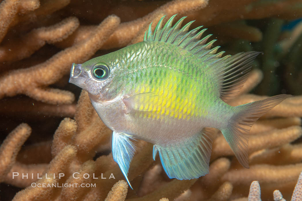 Golden Damselfish, Fiji., Amblyglyphidodon aureus, natural history stock photograph, photo id 34779