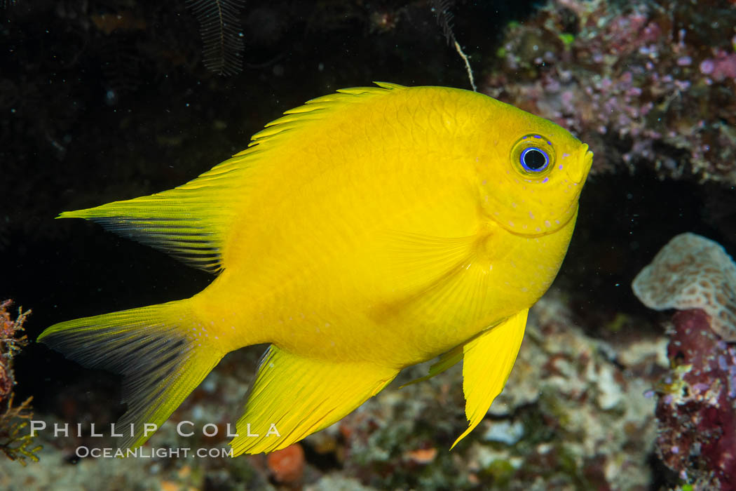 Golden Damselfish, Fiji. Namena Marine Reserve, Namena Island, Amblyglyphidodon aureus, natural history stock photograph, photo id 34899