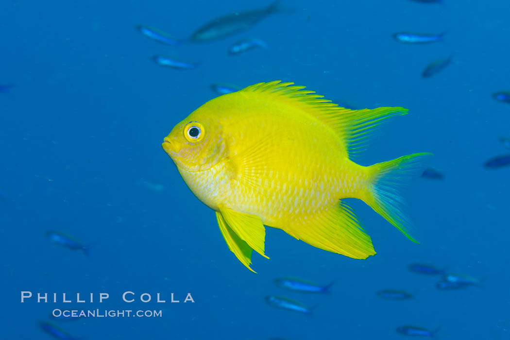 Golden Damselfish, Fiji. Namena Marine Reserve, Namena Island, Amblyglyphidodon aureus, natural history stock photograph, photo id 34927