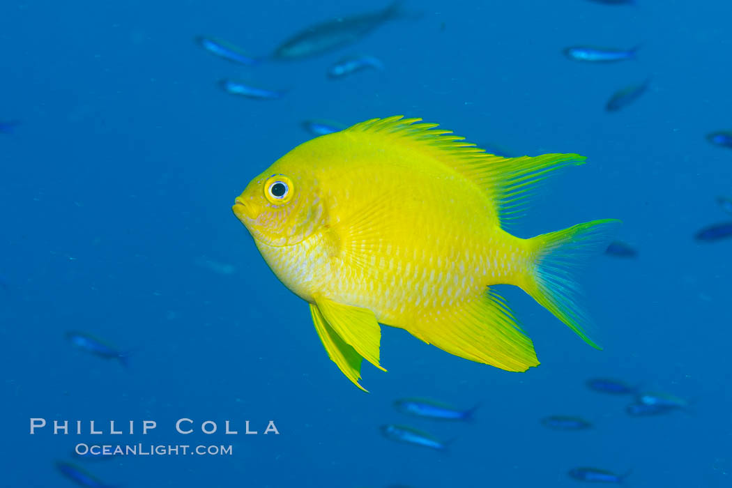 Golden Damselfish, Fiji, Amblyglyphidodon aureus, Namena Marine Reserve, Namena Island