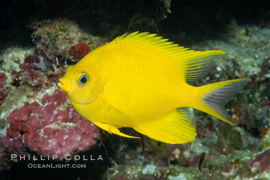Golden Damselfish, Fiji. Namena Marine Reserve, Namena Island, Amblyglyphidodon aureus, natural history stock photograph, photo id 34999