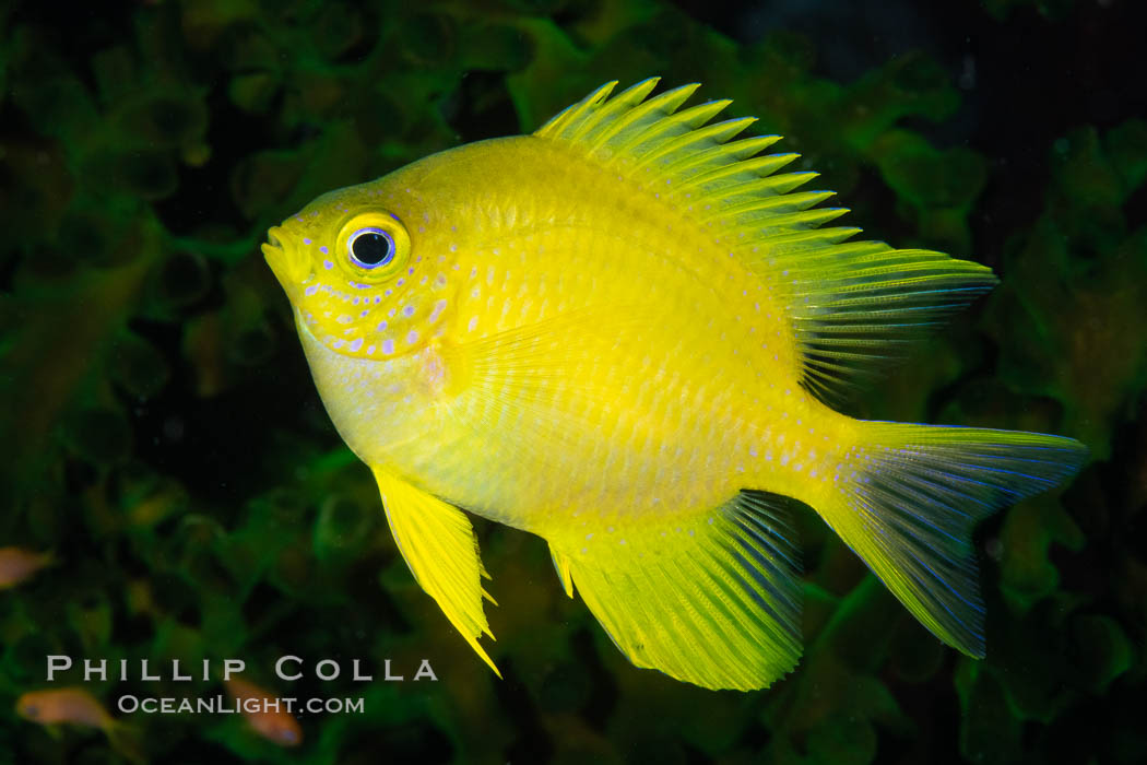 Golden Damselfish, Fiji., Amblyglyphidodon aureus, natural history stock photograph, photo id 34809