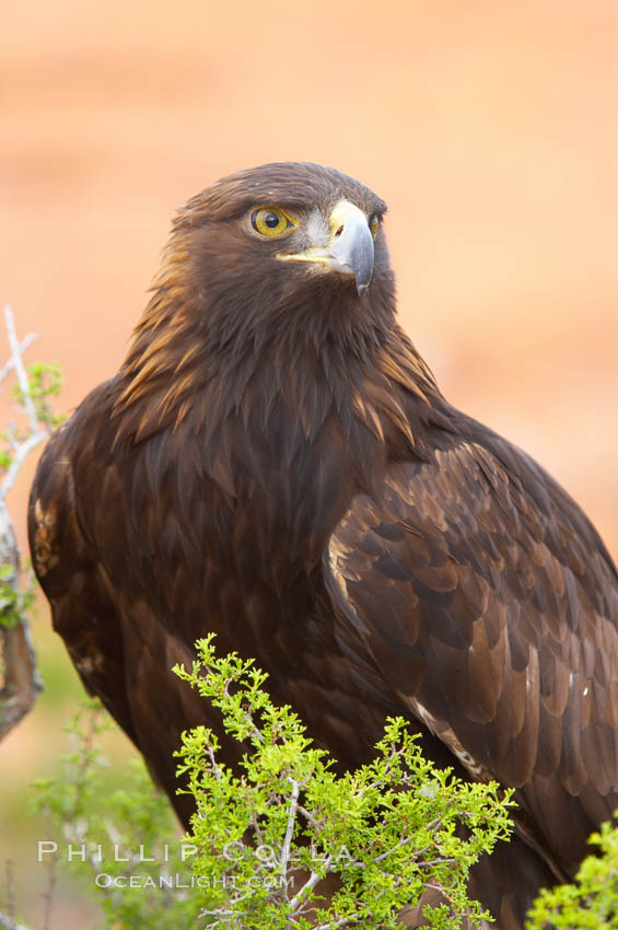 Golden eagle., Aquila chrysaetos, natural history stock photograph, photo id 12210