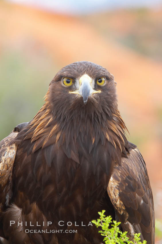 Golden eagle., Aquila chrysaetos, natural history stock photograph, photo id 12218