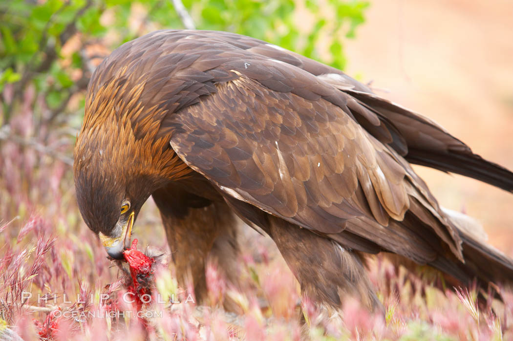 Golden eagle consumes a rabbit., Aquila chrysaetos, natural history stock photograph, photo id 12222