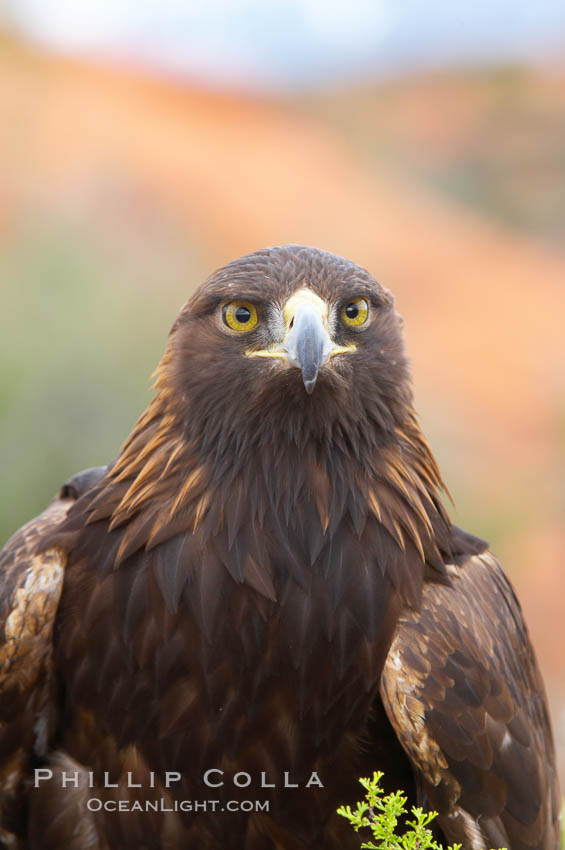 Golden eagle., Aquila chrysaetos, natural history stock photograph, photo id 12226