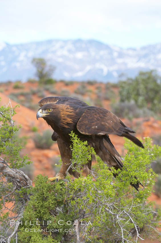 Golden eagle., Aquila chrysaetos, natural history stock photograph, photo id 12230
