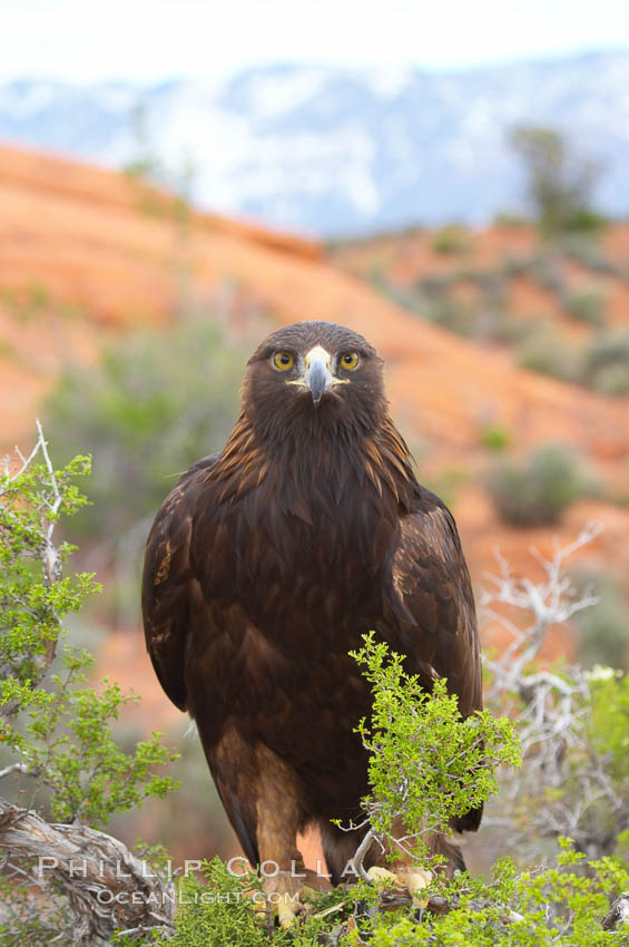 Golden eagle., Aquila chrysaetos, natural history stock photograph, photo id 12234