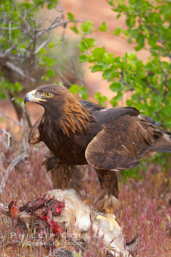 Golden eagle consumes a rabbit., Aquila chrysaetos, natural history stock photograph, photo id 12220