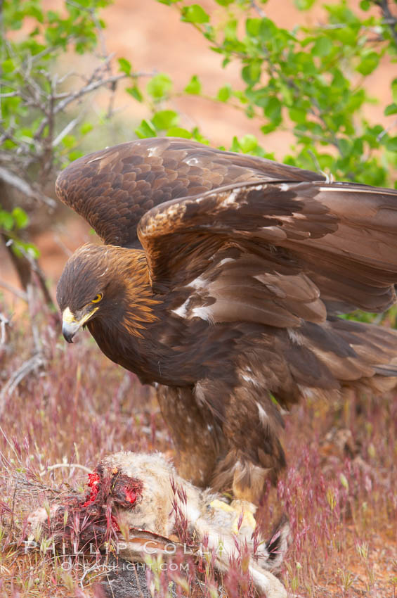 Golden eagle consumes a rabbit., Aquila chrysaetos, natural history stock photograph, photo id 12228