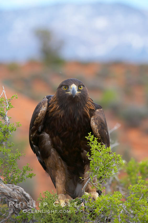 Golden eagle., Aquila chrysaetos, natural history stock photograph, photo id 12232