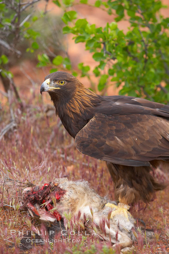 Golden eagle consumes a rabbit., Aquila chrysaetos, natural history stock photograph, photo id 12236