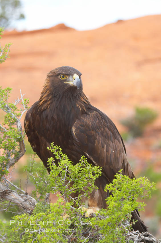 Golden eagle., Aquila chrysaetos, natural history stock photograph, photo id 12219