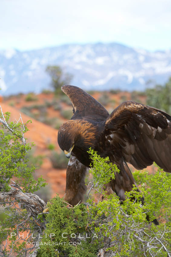 Golden eagle., Aquila chrysaetos, natural history stock photograph, photo id 12223
