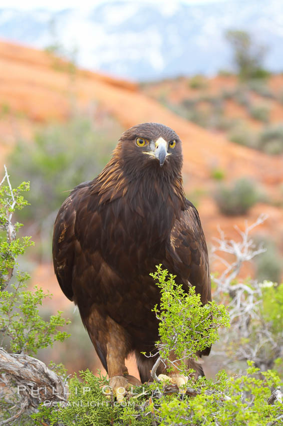 Golden eagle., Aquila chrysaetos, natural history stock photograph, photo id 12227