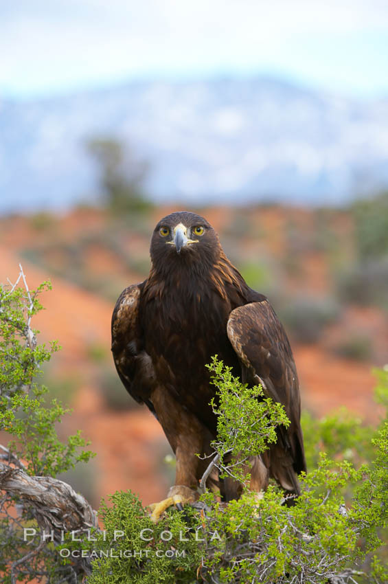 Golden eagle., Aquila chrysaetos, natural history stock photograph, photo id 12231