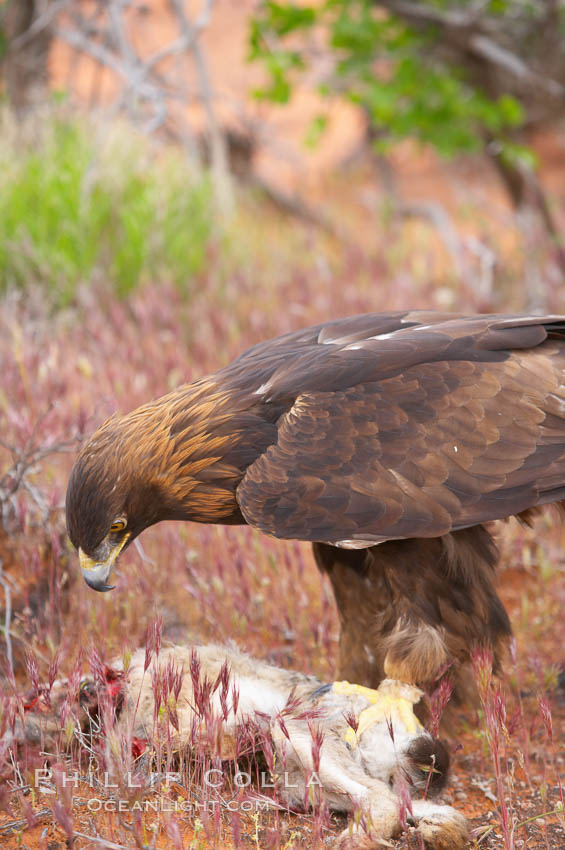 Golden eagle consumes a rabbit., Aquila chrysaetos, natural history stock photograph, photo id 12235