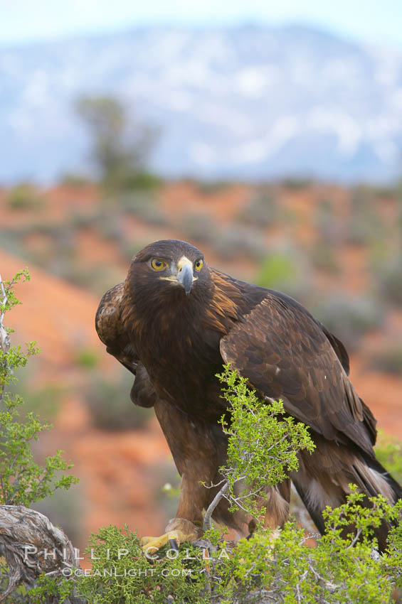 Golden eagle., Aquila chrysaetos, natural history stock photograph, photo id 12213