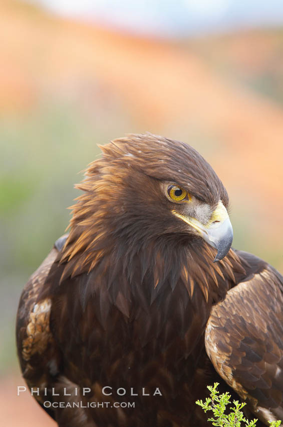 Golden eagle., Aquila chrysaetos, natural history stock photograph, photo id 12217