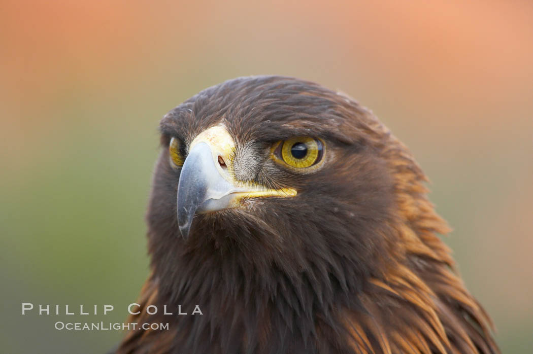 Golden eagle., Aquila chrysaetos, natural history stock photograph, photo id 12225