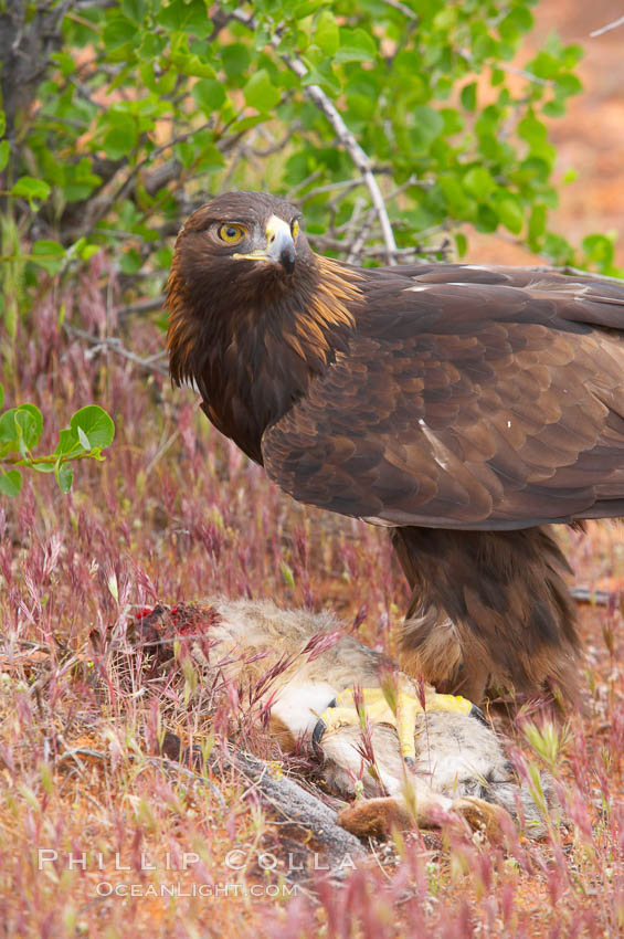 Golden eagle consumes a rabbit., Aquila chrysaetos, natural history stock photograph, photo id 12229