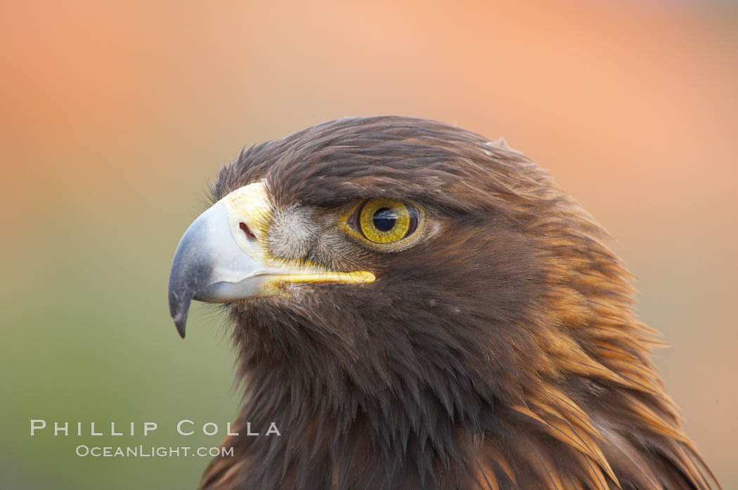 Golden eagle., Aquila chrysaetos, natural history stock photograph, photo id 12233