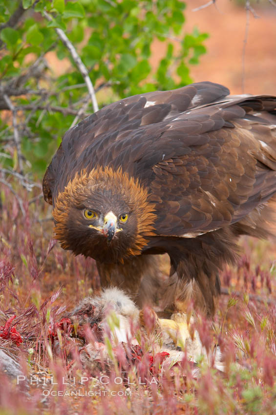 Golden eagle consumes a rabbit., Aquila chrysaetos, natural history stock photograph, photo id 12212