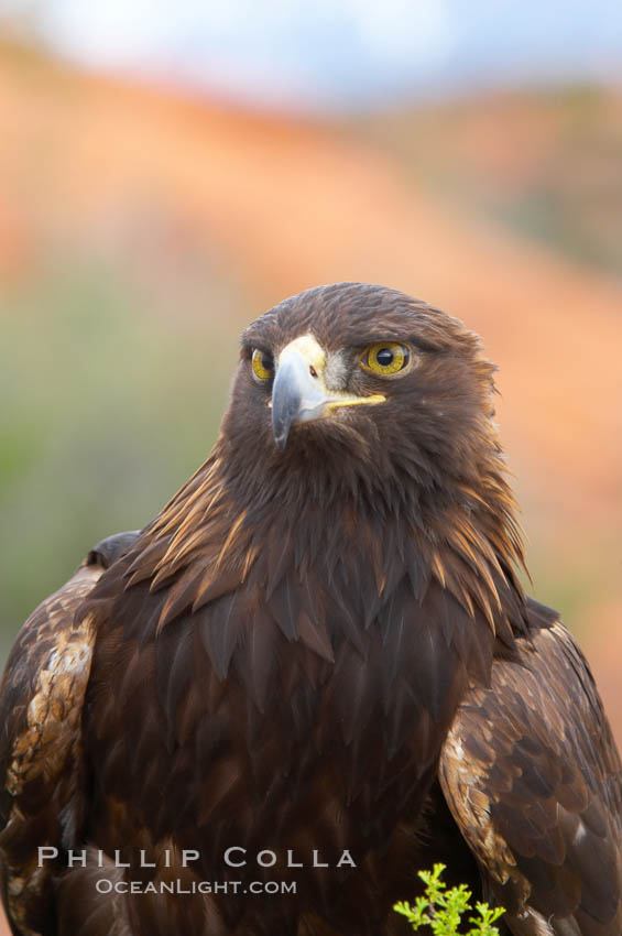 Golden eagle., Aquila chrysaetos, natural history stock photograph, photo id 12209
