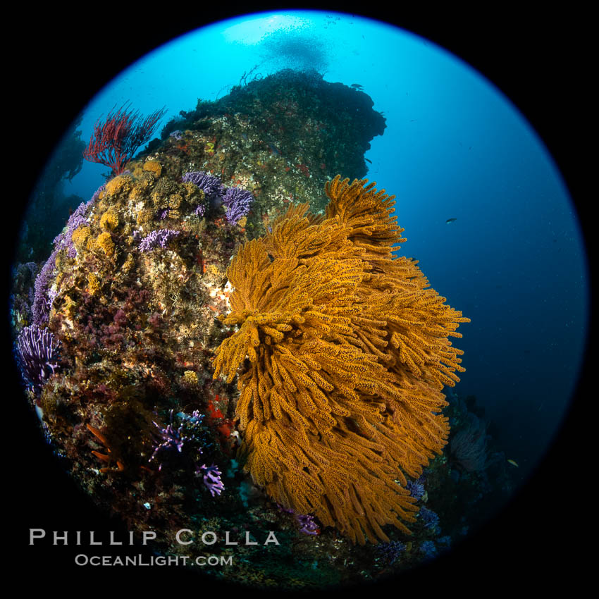 Golden gorgonian (Muricea californica) on Farnsworth Banks, Catalina Island. California, USA, natural history stock photograph, photo id 37180