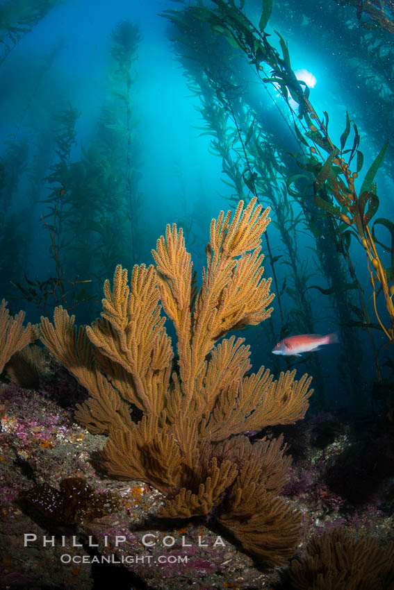 Golden gorgonian on underwater rocky reef, amid kelp forest, Catalina Island. The golden gorgonian is a filter-feeding temperate colonial species that lives on the rocky bottom at depths between 50 to 200 feet deep. Each individual polyp is a distinct animal, together they secrete calcium that forms the structure of the colony. Gorgonians are oriented at right angles to prevailing water currents to capture plankton drifting by. California, USA, Muricea californica, natural history stock photograph, photo id 34214