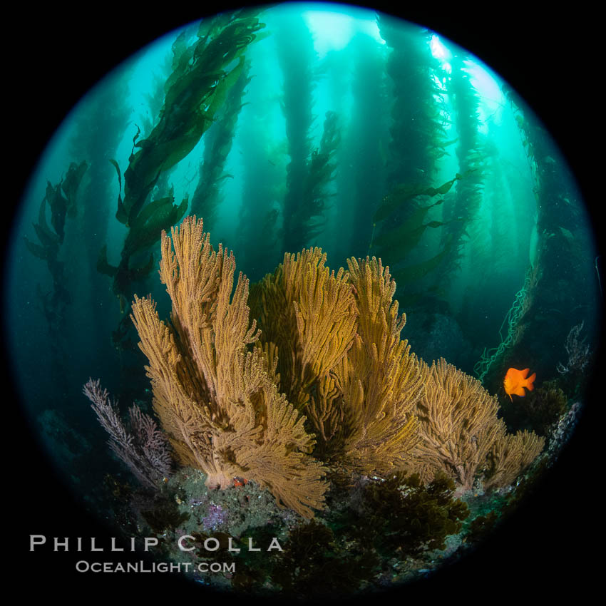 Golden gorgonian on underwater rocky reef, amid kelp forest, Catalina Island. The golden gorgonian is a filter-feeding temperate colonial species that lives on the rocky bottom at depths between 50 to 200 feet deep. Each individual polyp is a distinct animal, together they secrete calcium that forms the structure of the colony. Gorgonians are oriented at right angles to prevailing water currents to capture plankton drifting by. California, USA, Macrocystis pyrifera, Muricea californica, natural history stock photograph, photo id 37298