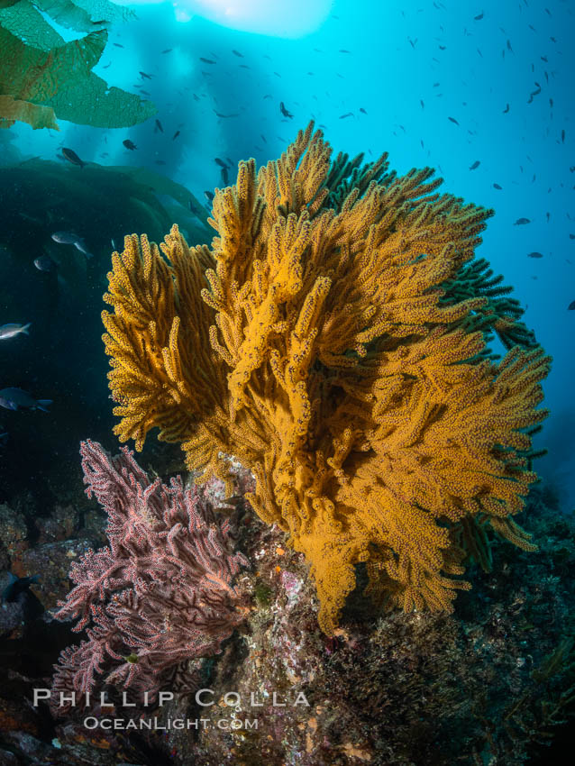 Golden gorgonian on underwater rocky reef, amid kelp forest, Catalina Island. The golden gorgonian is a filter-feeding temperate colonial species that lives on the rocky bottom at depths between 50 to 200 feet deep. Each individual polyp is a distinct animal, together they secrete calcium that forms the structure of the colony. Gorgonians are oriented at right angles to prevailing water currents to capture plankton drifting by. California, USA, natural history stock photograph, photo id 37156