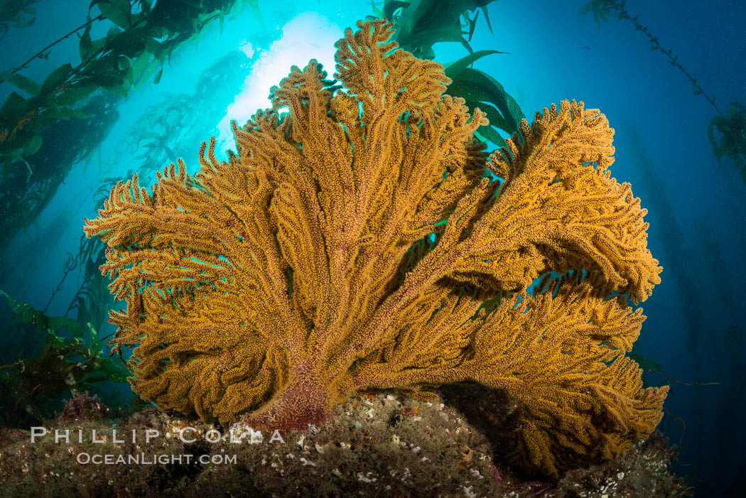 Golden gorgonian on underwater rocky reef, amid kelp forest, Catalina Island. The golden gorgonian is a filter-feeding temperate colonial species that lives on the rocky bottom at depths between 50 to 200 feet deep. Each individual polyp is a distinct animal, together they secrete calcium that forms the structure of the colony. Gorgonians are oriented at right angles to prevailing water currents to capture plankton drifting by. California, USA, Muricea californica, natural history stock photograph, photo id 34219