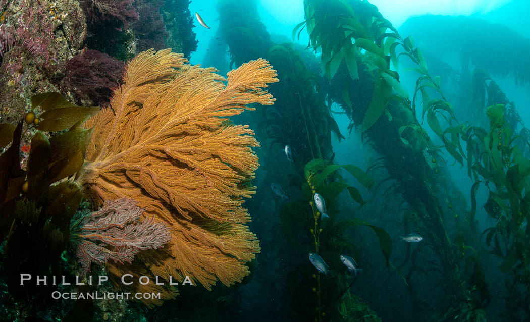 Golden gorgonian on underwater rocky reef, amid kelp forest, near Eagle Rock, Catalina Island. The golden gorgonian is a filter-feeding temperate colonial species that lives on the rocky bottom at depths between 50 to 200 feet deep. Each individual polyp is a distinct animal, together they secrete calcium that forms the structure of the colony. Gorgonians are oriented at right angles to prevailing water currents to capture plankton drifting by