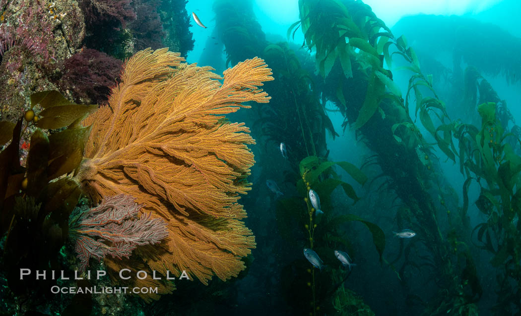 Golden gorgonian on underwater rocky reef, amid kelp forest, near Eagle Rock, Catalina Island. The golden gorgonian is a filter-feeding temperate colonial species that lives on the rocky bottom at depths between 50 to 200 feet deep. Each individual polyp is a distinct animal, together they secrete calcium that forms the structure of the colony. Gorgonians are oriented at right angles to prevailing water currents to capture plankton drifting by Golden gorgonian on underwater rocky reef, amid kelp forest, near Eagle Rock, Catalina Island. The golden gorgonian is a filter-feeding temperate colonial species that lives on the rocky bottom at depths between 50 to 200 feet deep. Each individual polyp is a distinct animal, together they secrete calcium that forms the structure of the colony. Gorgonians are oriented at right angles to prevailing water currents to capture plankton drifting by