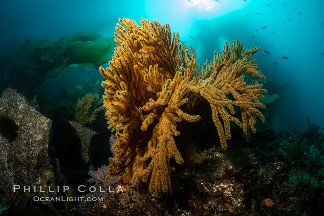Golden gorgonian on underwater rocky reef, amid kelp forest, Catalina Island. The golden gorgonian is a filter-feeding temperate colonial species that lives on the rocky bottom at depths between 50 to 200 feet deep. Each individual polyp is a distinct animal, together they secrete calcium that forms the structure of the colony. Gorgonians are oriented at right angles to prevailing water currents to capture plankton drifting by
