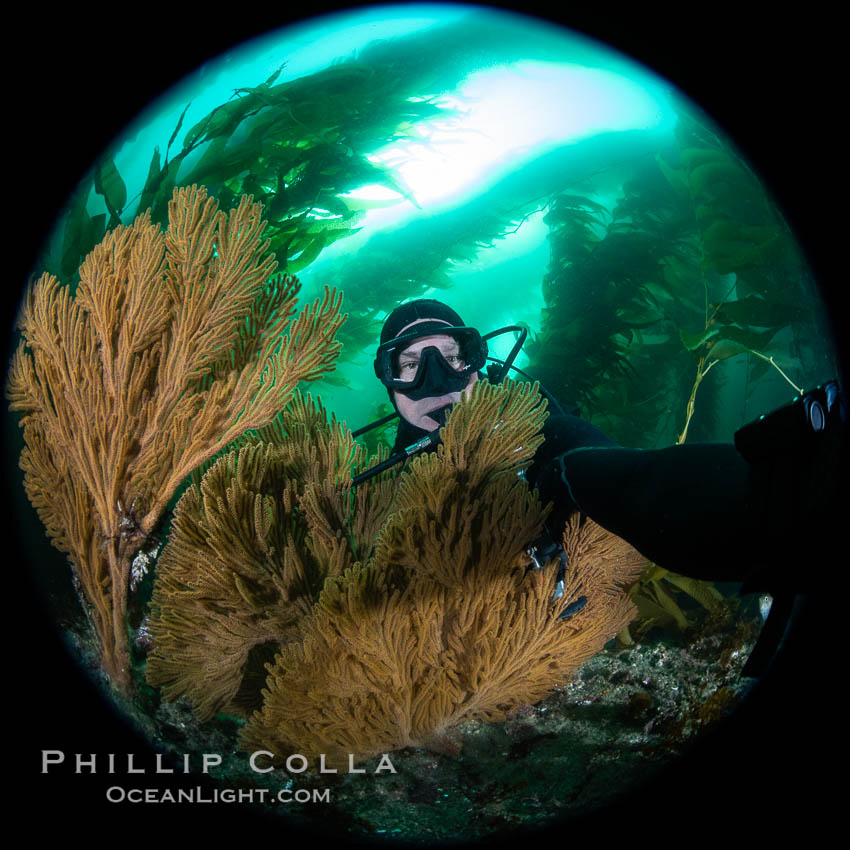 Golden gorgonian on underwater rocky reef, amid kelp forest, Catalina Island. The golden gorgonian is a filter-feeding temperate colonial species that lives on the rocky bottom at depths between 50 to 200 feet deep. Each individual polyp is a distinct animal, together they secrete calcium that forms the structure of the colony. Gorgonians are oriented at right angles to prevailing water currents to capture plankton drifting by. California, USA, Macrocystis pyrifera, Muricea californica, natural history stock photograph, photo id 37299