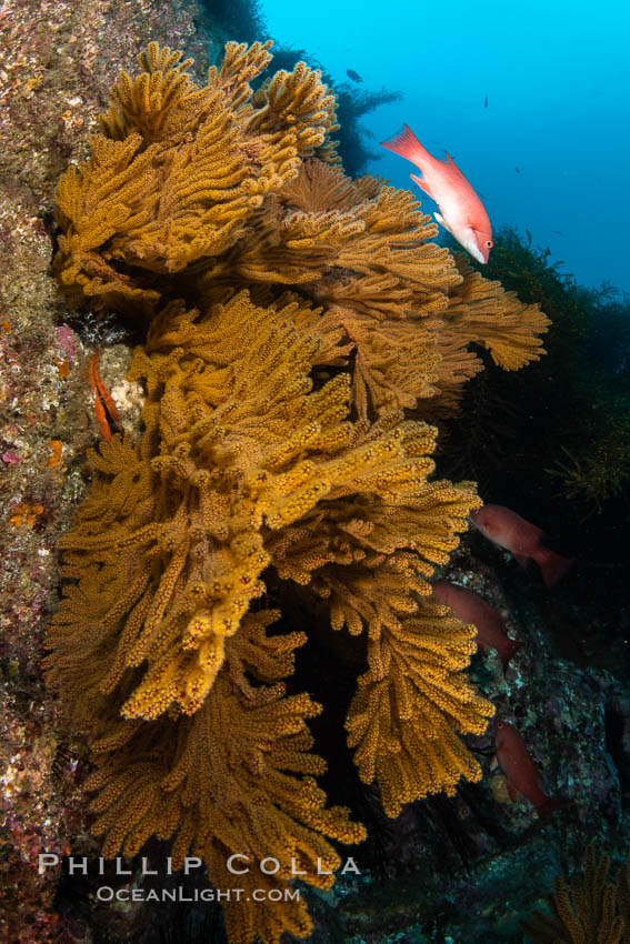 Golden gorgonian on underwater rocky reef, amid kelp forest, Catalina Island. The golden gorgonian is a filter-feeding temperate colonial species that lives on the rocky bottom at depths between 50 to 200 feet deep. Each individual polyp is a distinct animal, together they secrete calcium that forms the structure of the colony. Gorgonians are oriented at right angles to prevailing water currents to capture plankton drifting by. Coronado Islands (Islas Coronado), Baja California, Mexico, Muricea californica, natural history stock photograph, photo id 35083