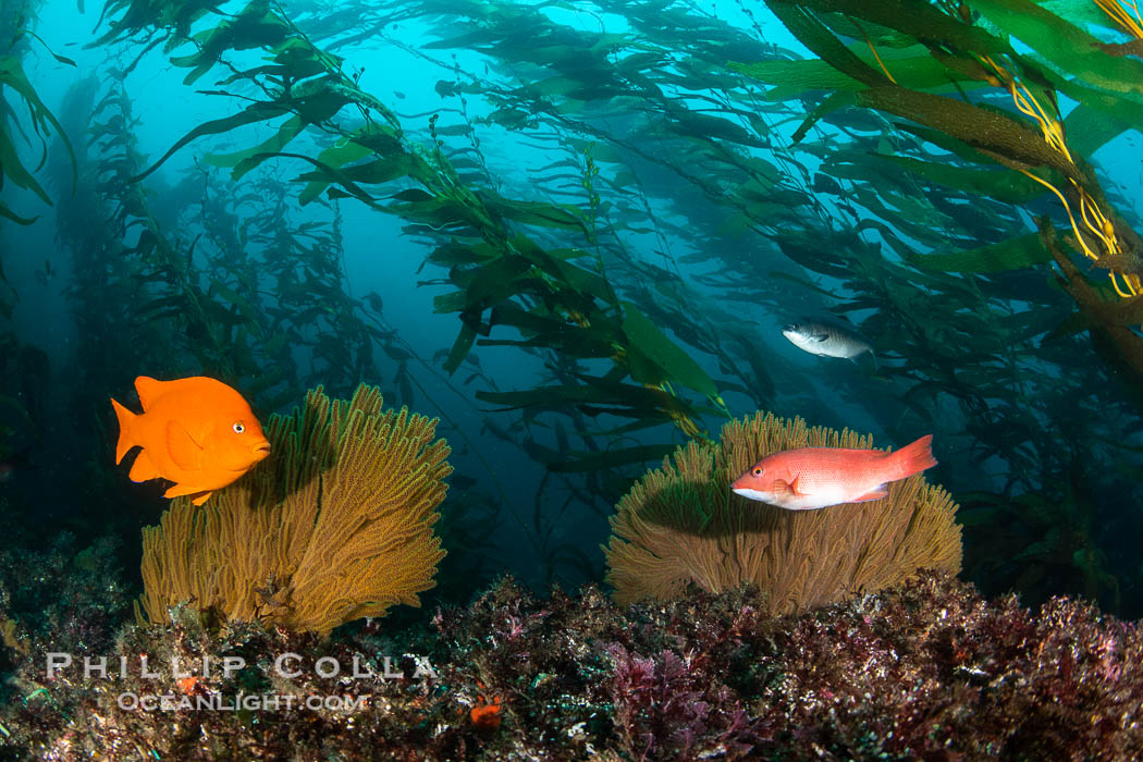 Garibaldi, juvenile sheephead and California golden gorgonian on underwater rocky reef, San Clemente Island. The golden gorgonian is a filter-feeding temperate colonial species that lives on the rocky bottom at depths between 50 to 200 feet deep. Each individual polyp is a distinct animal, together they secrete calcium that forms the structure of the colony. Gorgonians are oriented at right angles to prevailing water currents to capture plankton drifting by. USA, Muricea californica, Macrocystis pyrifera, Hypsypops rubicundus, natural history stock photograph, photo id 38522