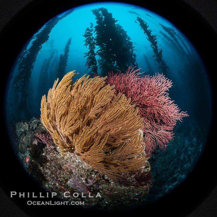 Garibaldi and California golden gorgonian on underwater rocky reef, San Clemente Island. The golden gorgonian is a filter-feeding temperate colonial species that lives on the rocky bottom at depths between 50 to 200 feet deep. Each individual polyp is a distinct animal, together they secrete calcium that forms the structure of the colony. Gorgonians are oriented at right angles to prevailing water currents to capture plankton drifting by. USA, Muricea californica, Macrocystis pyrifera, natural history stock photograph, photo id 38504