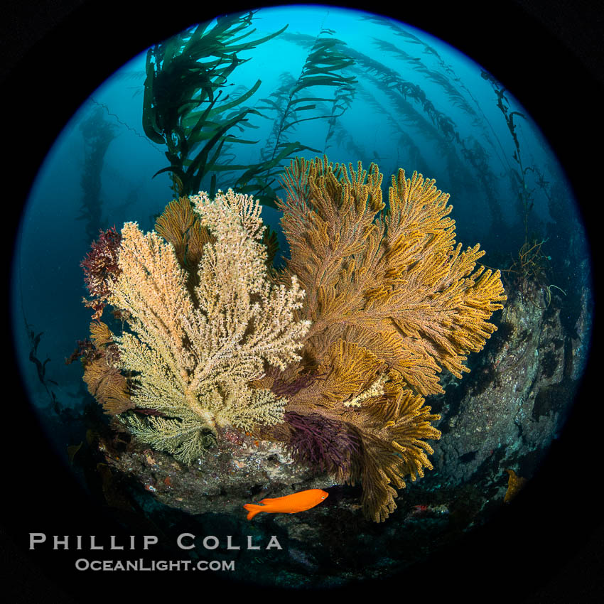 Parasitic zoanthid anemones cover, encrust and overwhelm a golden gorgonian.  The gorgonian on the left has been completely parasitized by zoanthid anemones, while the gorgonian to the right remains free of zoanthids (for now). A garibaldi swims below the two sea fans. The golden gorgonian is a filter-feeding temperate colonial species that lives on the rocky bottom at depths between 50 to 200 feet deep. Each individual polyp is a distinct animal, together they secrete calcium that forms the structure of the colony. Gorgonians are oriented at right angles to prevailing water currents to capture plankton drifting by, Muricea californica, Parazoanthus lucificum, Savalia lucifica, Macrocystis pyrifera, San Clemente Island