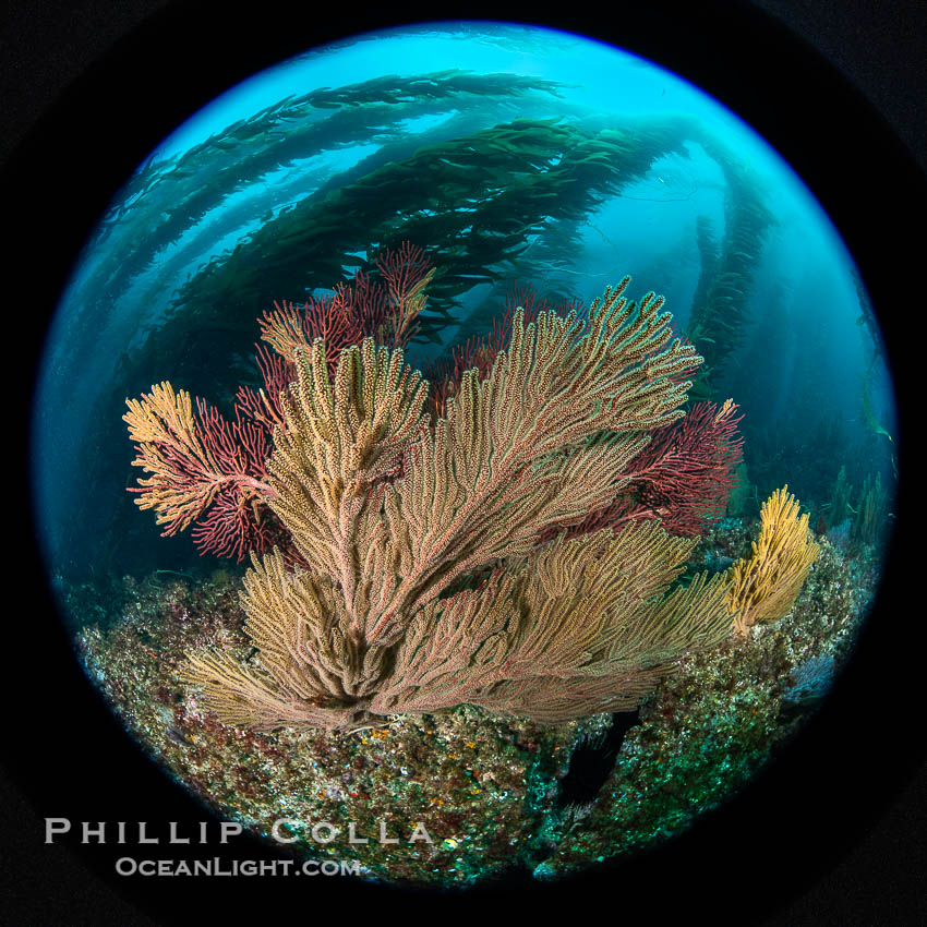 Garibaldi and California golden gorgonian on underwater rocky reef, San Clemente Island. The golden gorgonian is a filter-feeding temperate colonial species that lives on the rocky bottom at depths between 50 to 200 feet deep. Each individual polyp is a distinct animal, together they secrete calcium that forms the structure of the colony. Gorgonians are oriented at right angles to prevailing water currents to capture plankton drifting by, Muricea californica, Macrocystis pyrifera