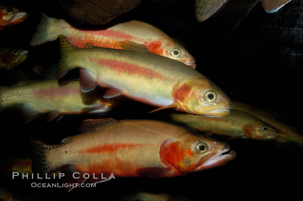 Golden trout., Oncorhynchus aguabonita, natural history stock photograph, photo id 09417